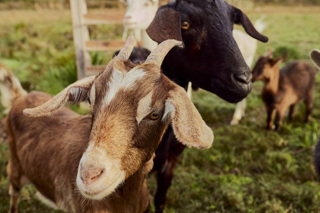 Las cabras de la granja