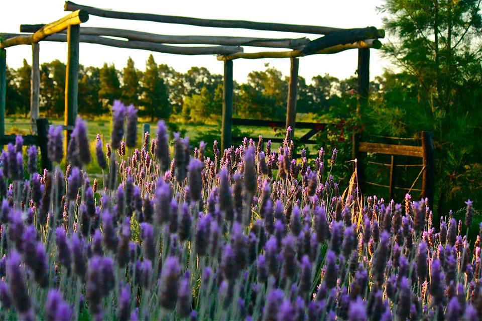 Las lavandas de La Vigna